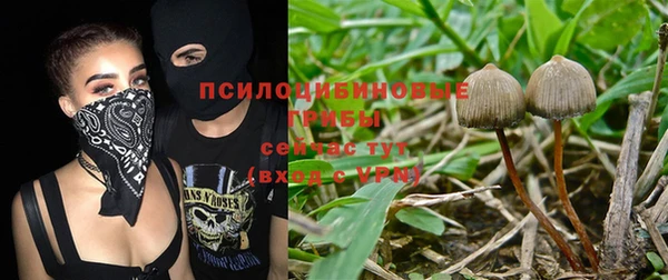 прущие грибы Абаза